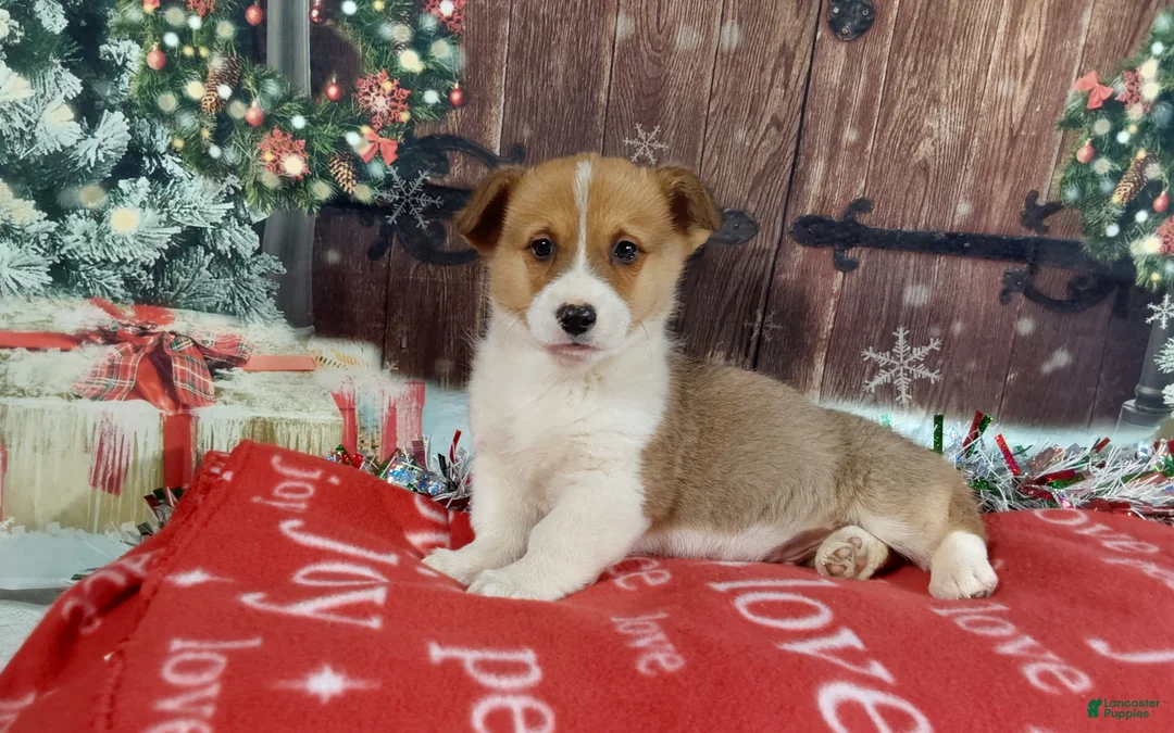 Welsh Corgi Pembroke dogs for sale: Welsh Corgi Pembroke Puppy 2 - Ad 2