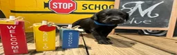Labrador Retriever dogs for sale: Blue Collar - Ad 1