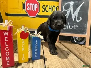 Labrador Retriever dogs Blue Collar - Ad 17