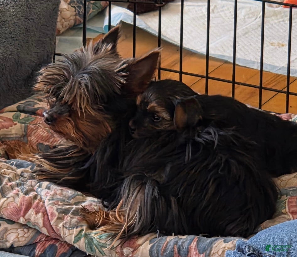Yorkshire Terrier dogs Yorkshire Terrier Puppy 2 - Ad 2