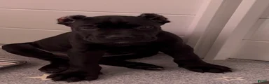 Merlot