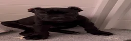 Cane Corso dogs for sale: Merlot - Ad 1
