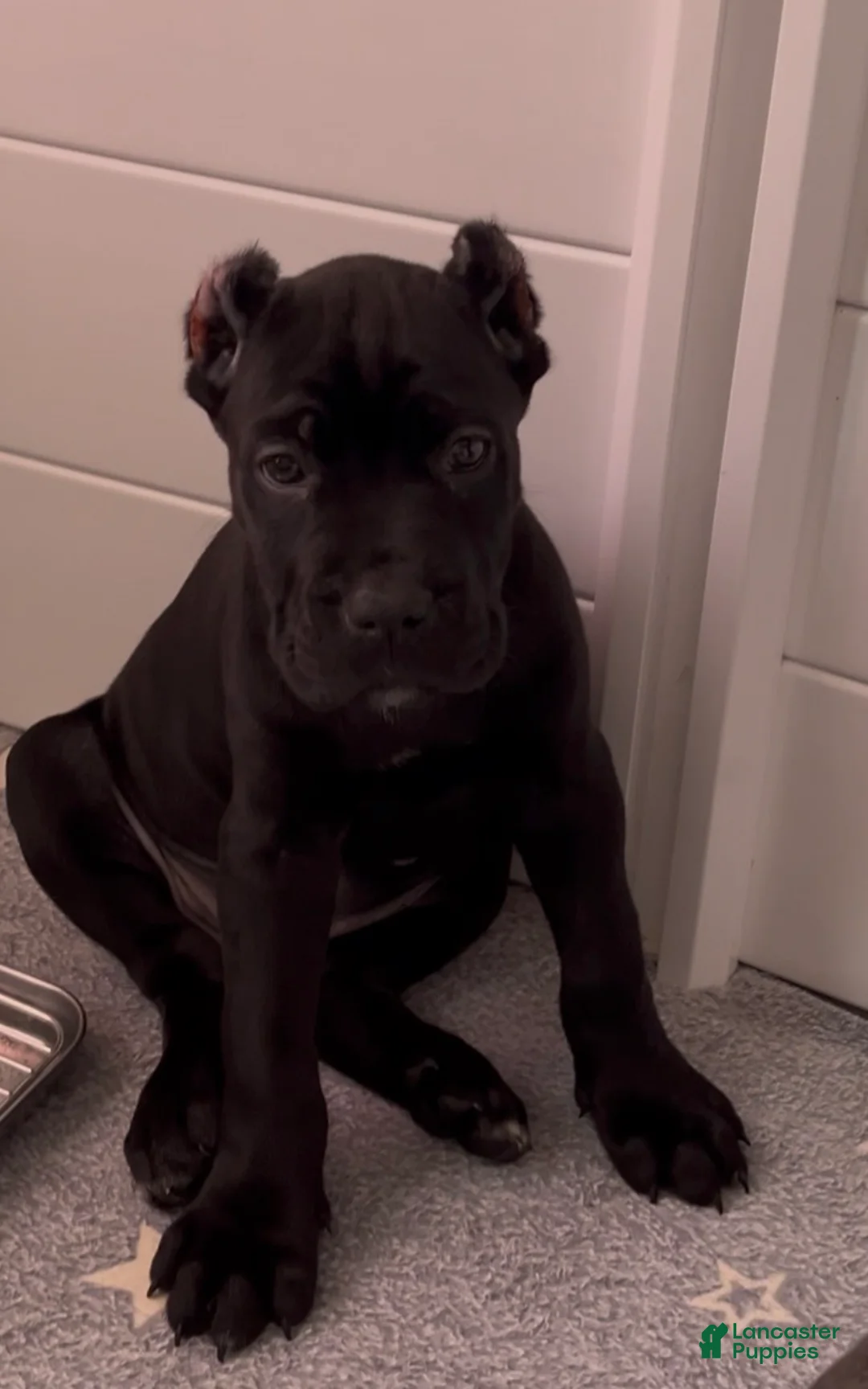 Cane Corso dogs for sale: Merlot - Ad 1