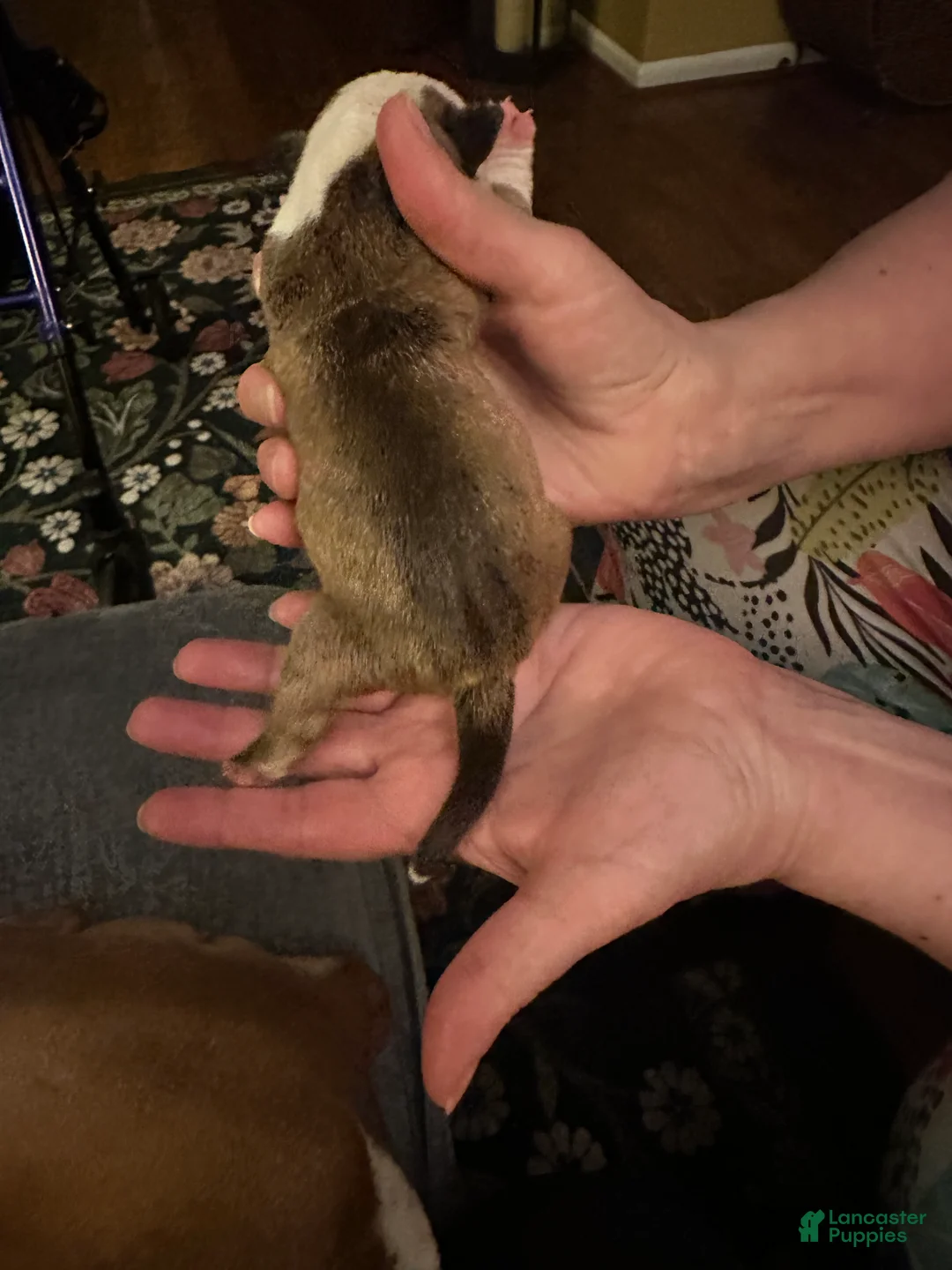 Mixed Breed dogs for sale: English Bulldog Puppy 10 - Ad 6