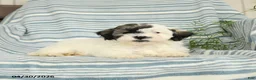Shihpoo dogs for sale: Snoopy - Ad 3