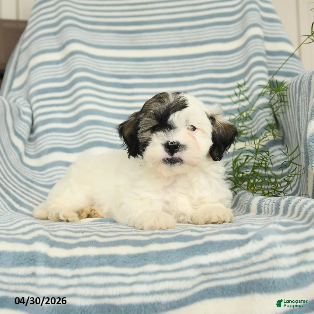 Shihpoo dogs for sale: Snoopy - Ad 3