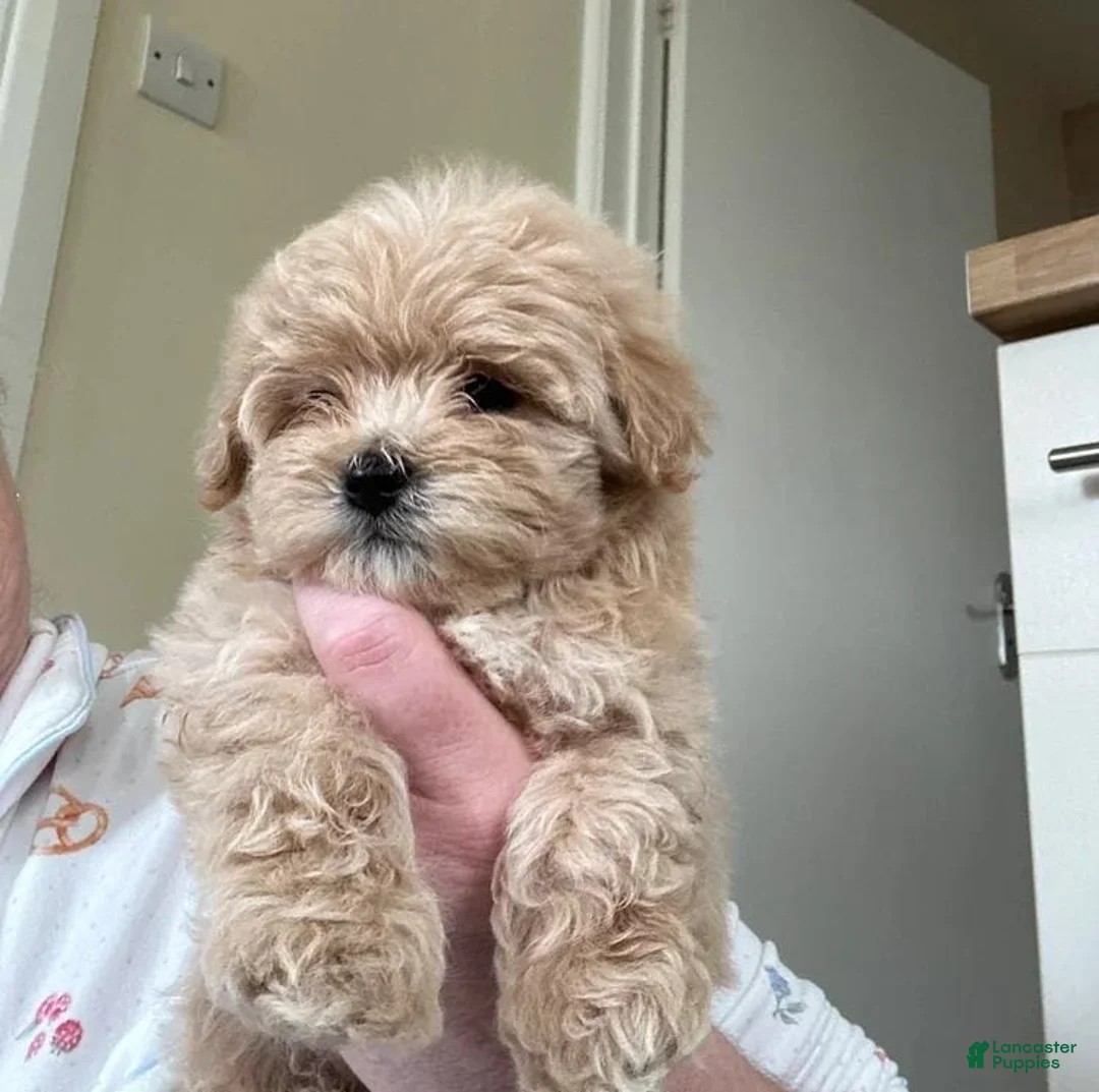 Maltipoo dogs for sale: Elsy - Ad 1