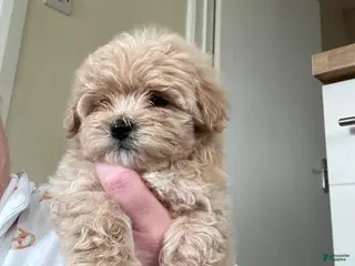 Maltipoo dogs Elsy - Ad 1