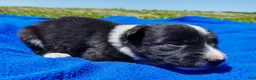 Border Collie dogs for sale: Giligan  - Ad 25
