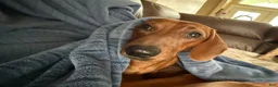 Dachshund dogs for sale: Sophie  - Ad 9