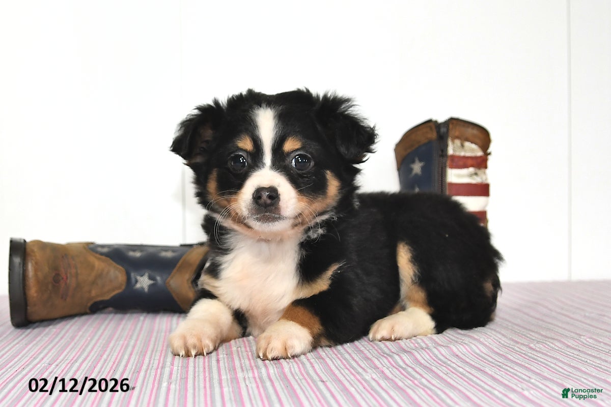 Mixed Breed dogs Badger - Ad 2