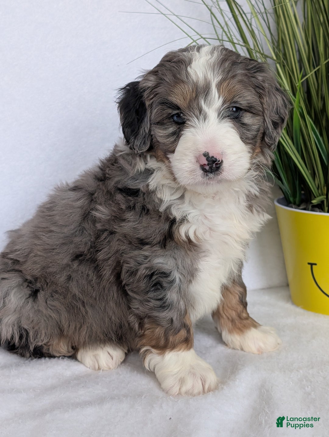 Mini Bernedoodle dogs for sale: Mini Bluey - Ad 3