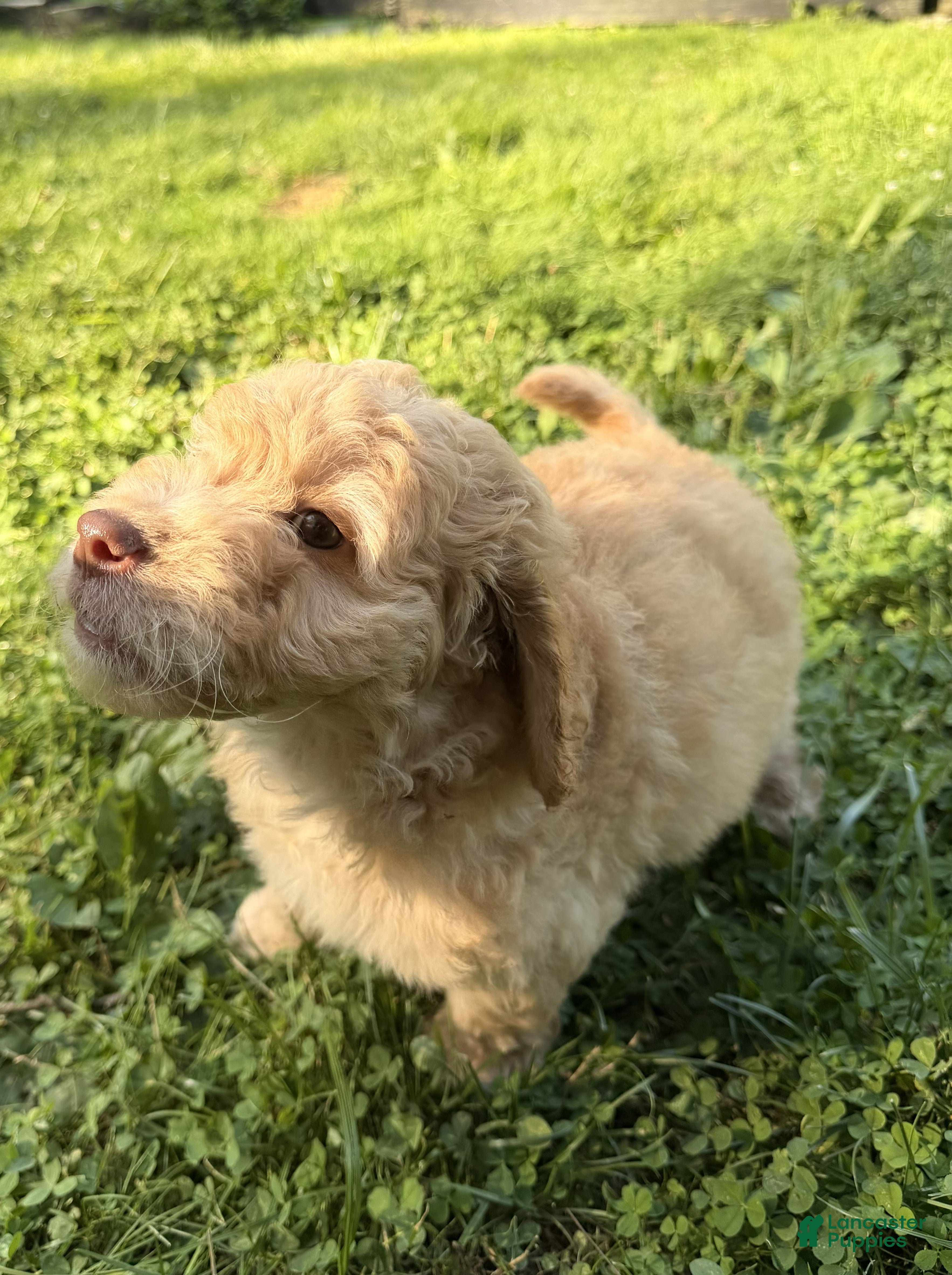 Aussiedoodle dogs Charlie - Ad 2