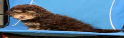 Havapoo dogs for sale: Daisy - Ad 9
