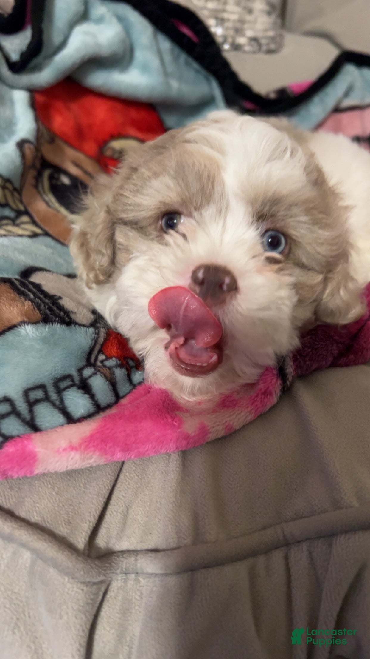 Mixed Breed dogs Mixed Breed Puppy 1 - Ad 1