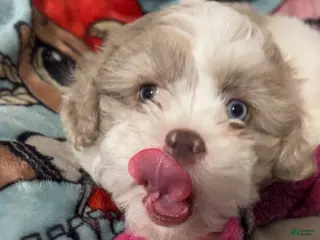 Mixed Breed dogs Mixed Breed Puppy 1 - Ad 1