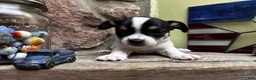 Chihuahua dogs for sale: 🐾Milhouse~Tricolor Chihuahua - Ad 4