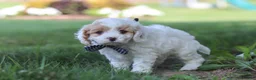 Cavapoo dogs for sale: Wesley - Ad 5