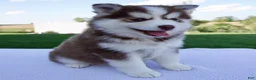 Pomsky dogs for sale: Sabrina - Ad 4