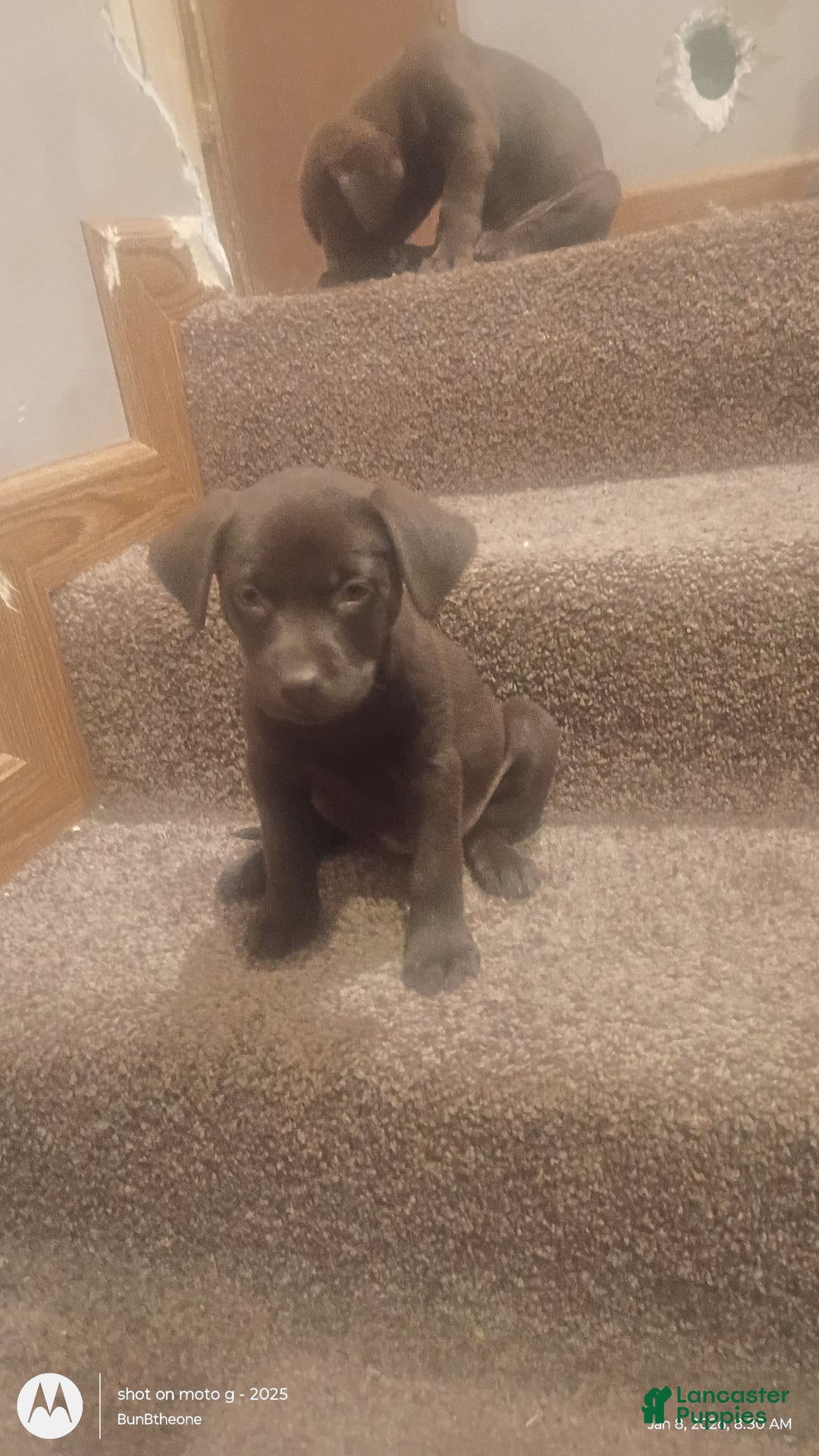 Labrador Retriever dogs for sale: Labrador Retriever Puppy 3 - Ad 2