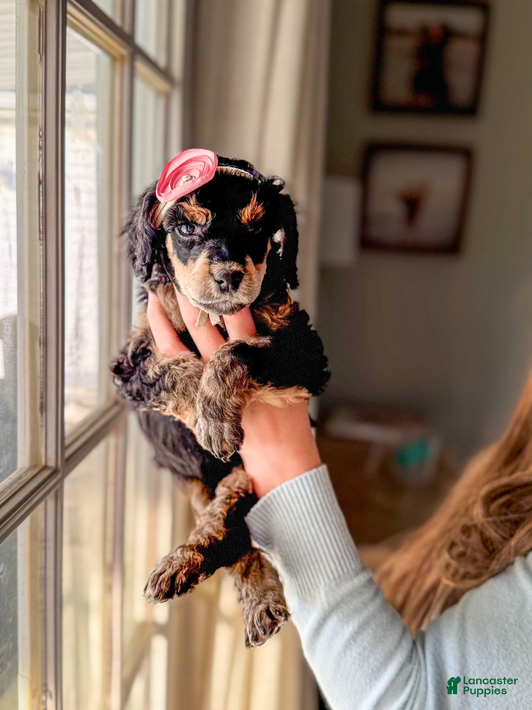 Standard Poodle dogs for sale: Standard Poodle Puppy 5 "Ms. Kim" - Ad 3