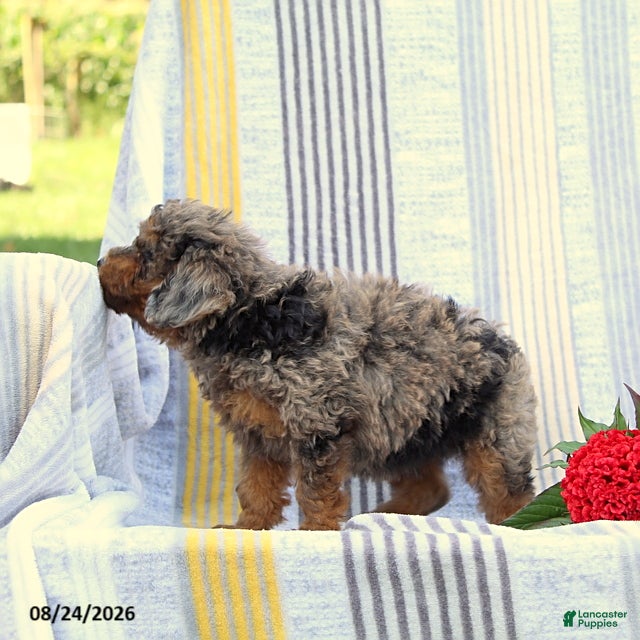 Miniature Poodle dogs Sweetheart - Ad 2