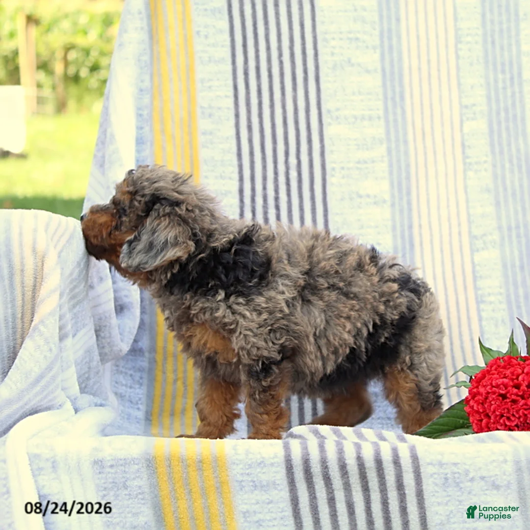 Miniature Poodle dogs for sale: Sweetheart - Ad 2