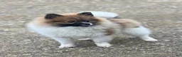 Pomeranian dogs for sale: ACA Troy  - Ad 7
