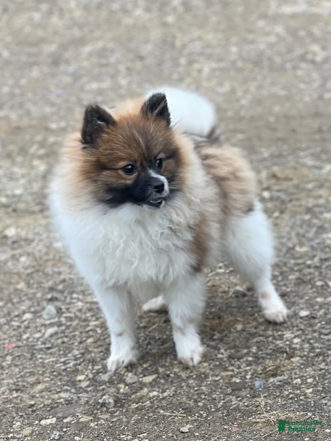 Pomeranian dogs for sale: ACA Troy  - Ad 7