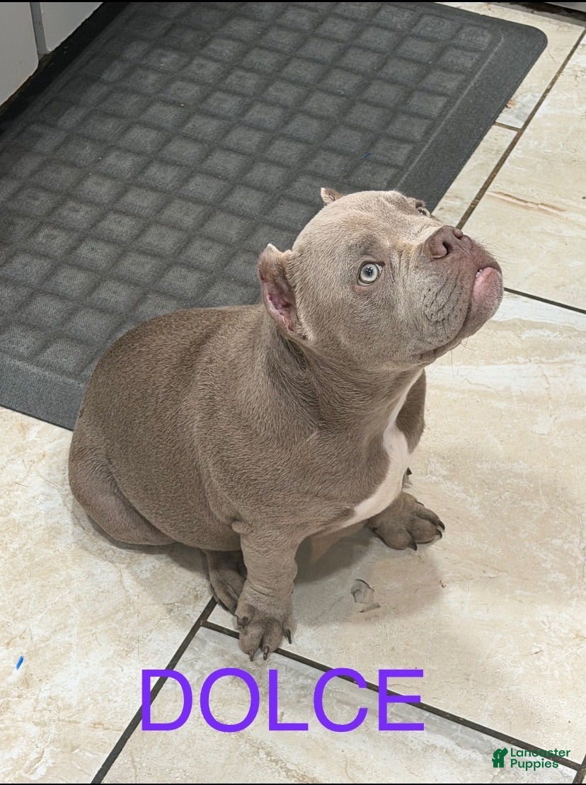 American Bully dogs American Bully 2 - Ad 2