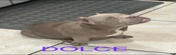 American Bully dogs for sale: American Bully 2 - Ad 2
