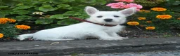 West Highland Terrier dogs for sale: Dolly - Ad 5