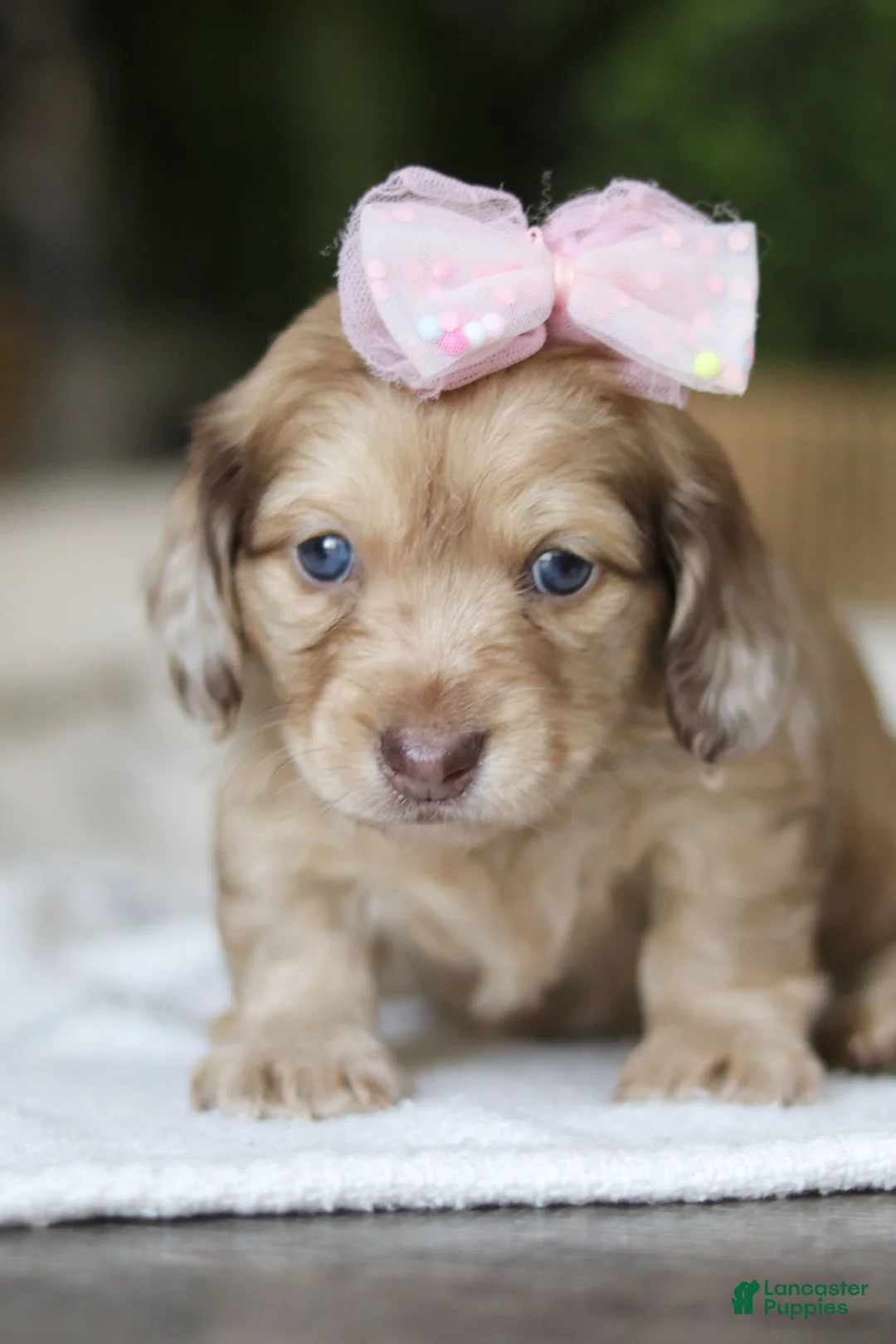Miniature Dachshund dogs for sale: Schnitzel - Ad 9