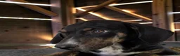 Catahoula Leopard Dog dogs for sale: Tracy II 2026 Female 1 - Ad 10