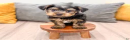 Yorkshire Terrier dogs for sale: Jordan - Ad 2