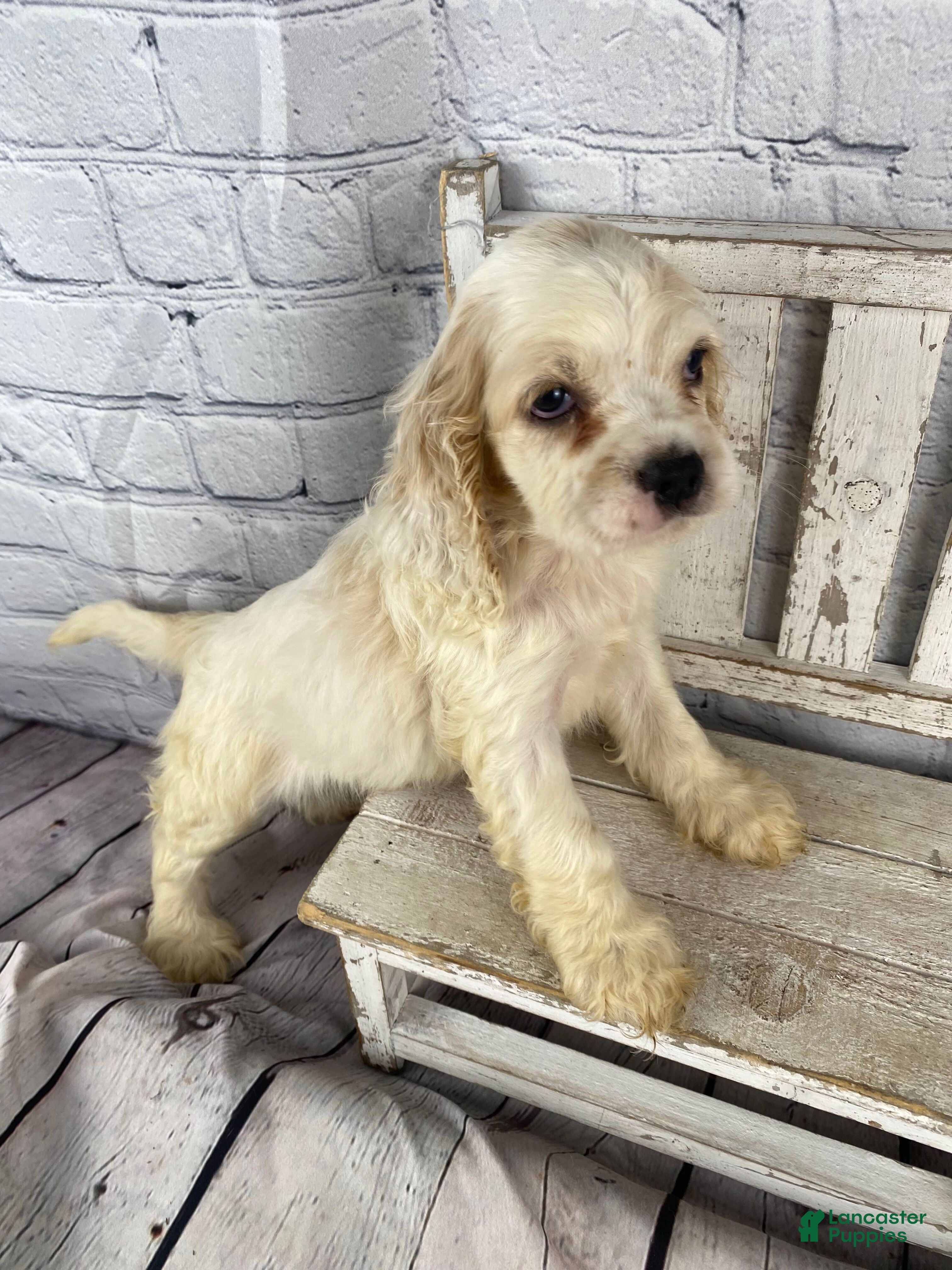 Cocker Spaniel dogs Banjo - Ad 2