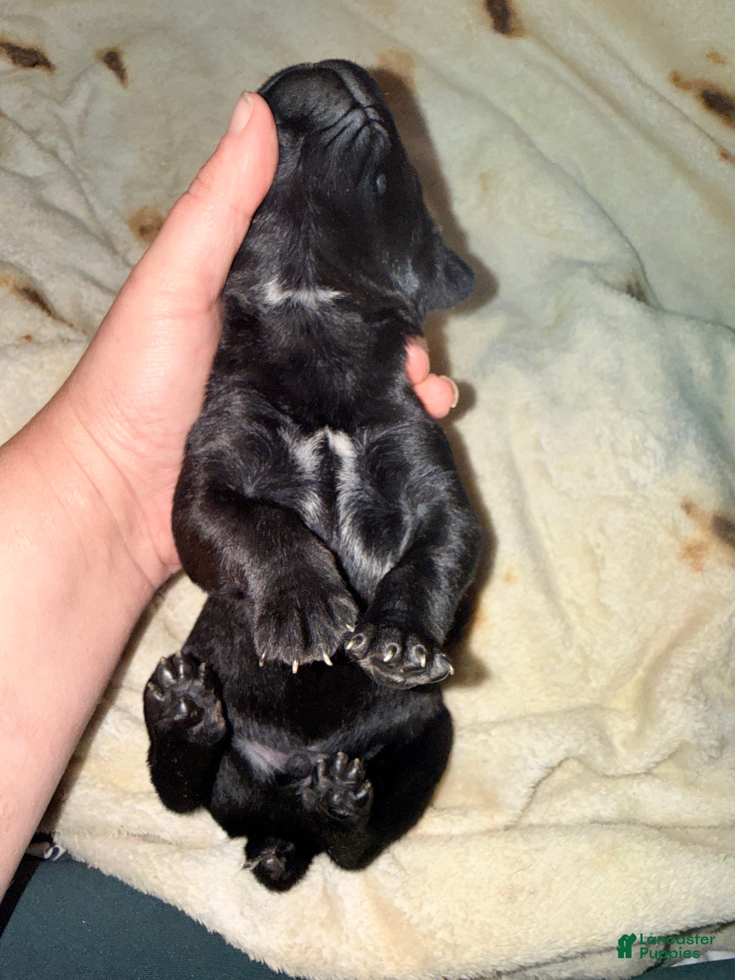 Cane Corso dogs Cain AKC  - Ad 3
