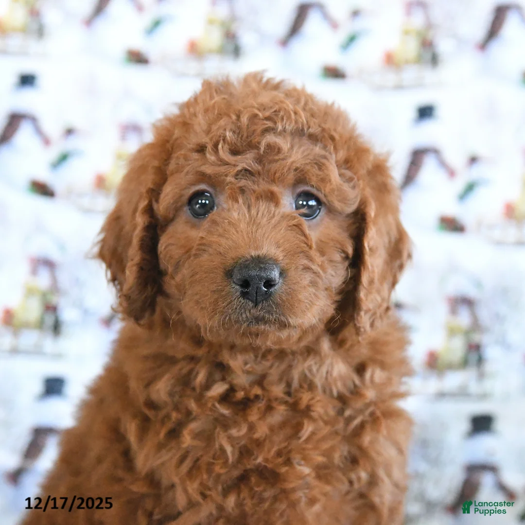 Mini Goldendoodle dogs for sale: Fancy - Ad 2
