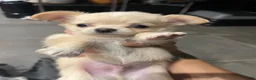Chihuahua dogs for sale: Sing Sing - Ad 6