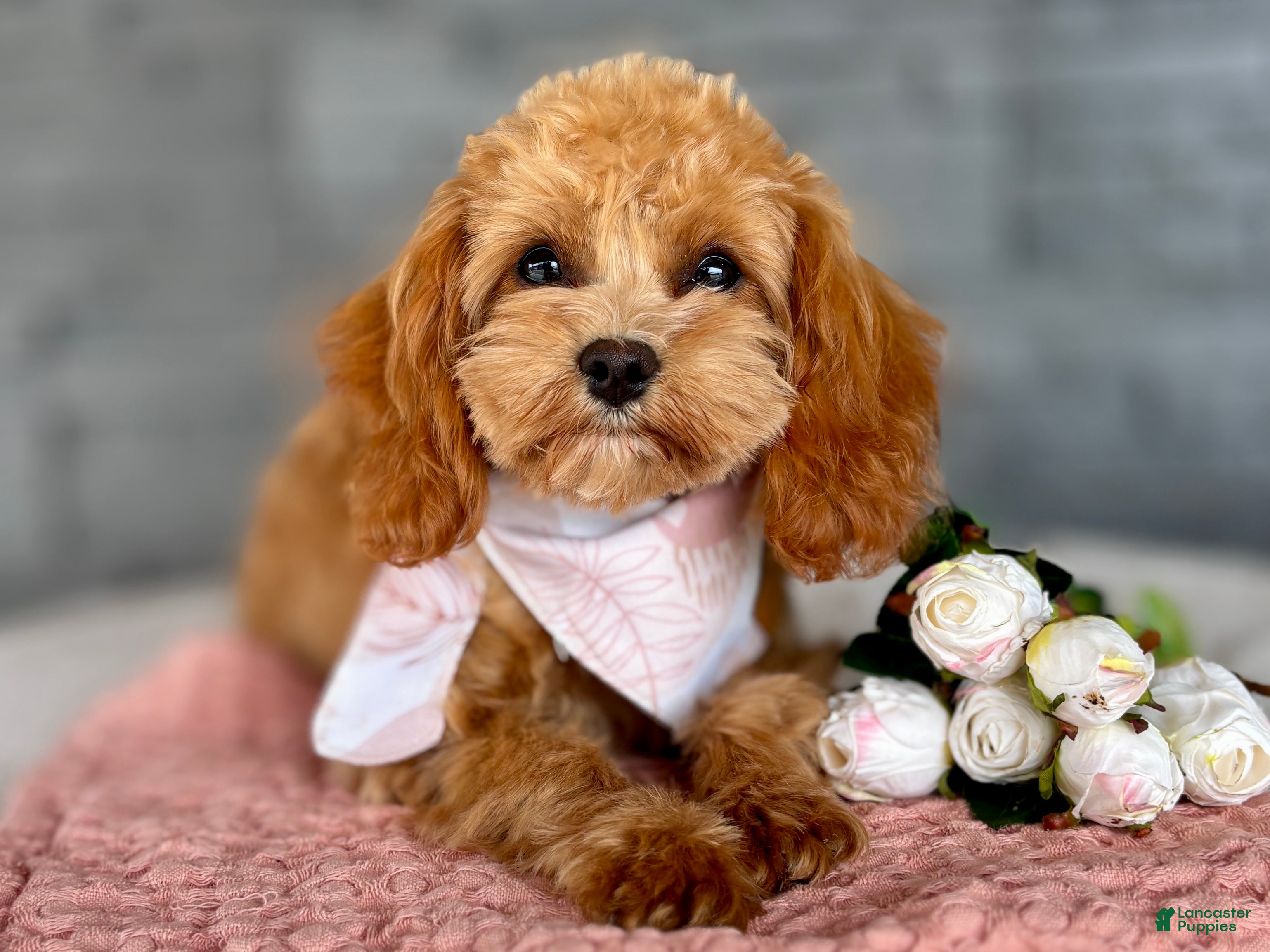 Cavapoo dogs Blossom Cavapoo Puppy  - Ad 2