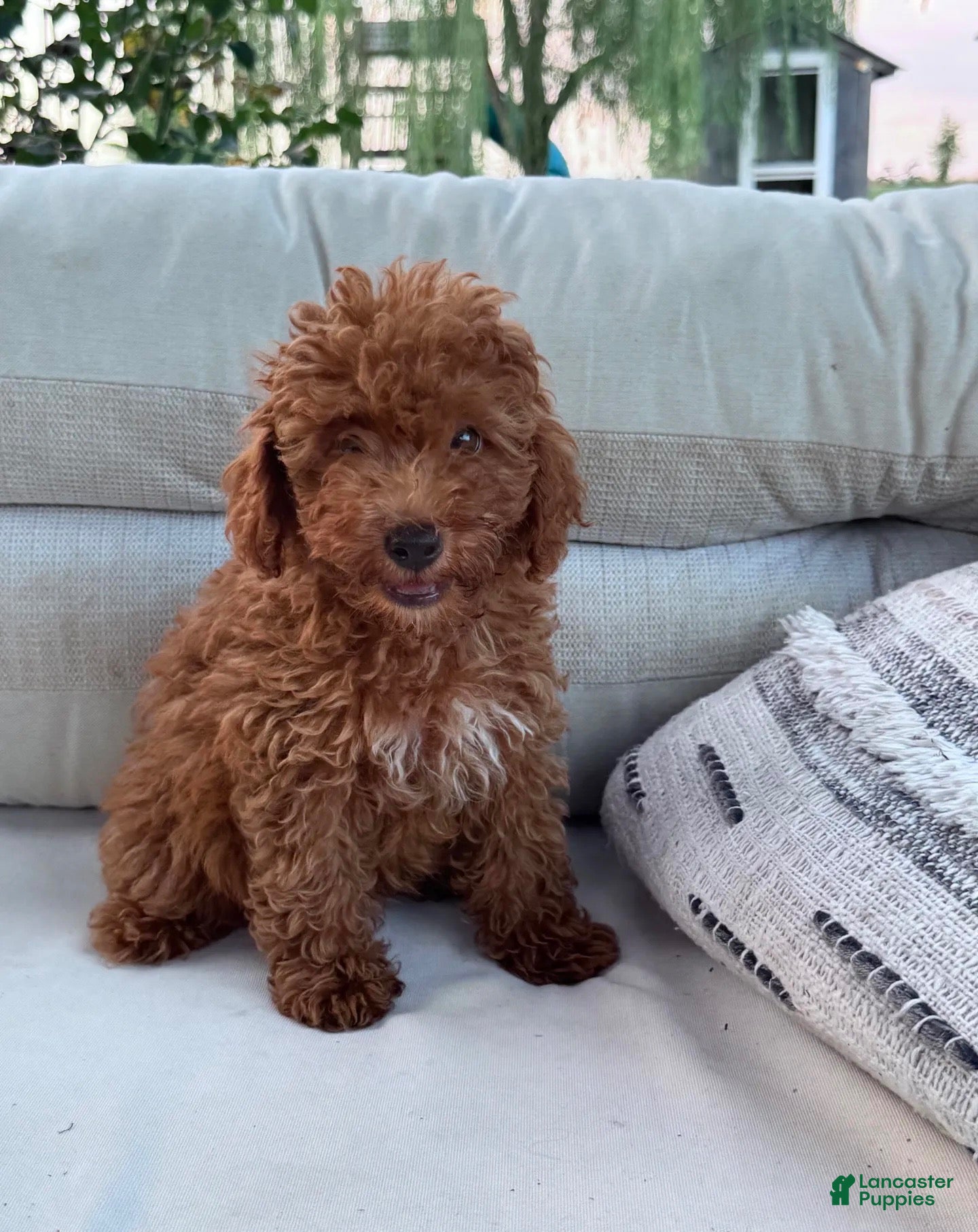 Dash (Miniature Poodle, Male) in Madisonville, KY