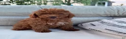 Miniature Poodle dogs for sale: Dash  - Ad 1