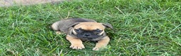 French Bulldog dogs for sale: Candice - Ad 6