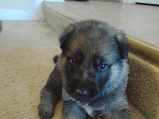 German Shepherd dogs - Ad 11