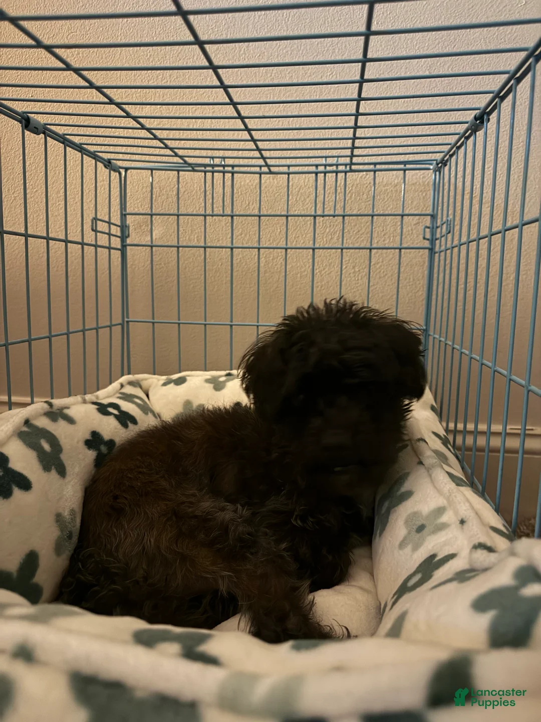 Mixed Breed dogs for sale: Vuitton - Ad 2