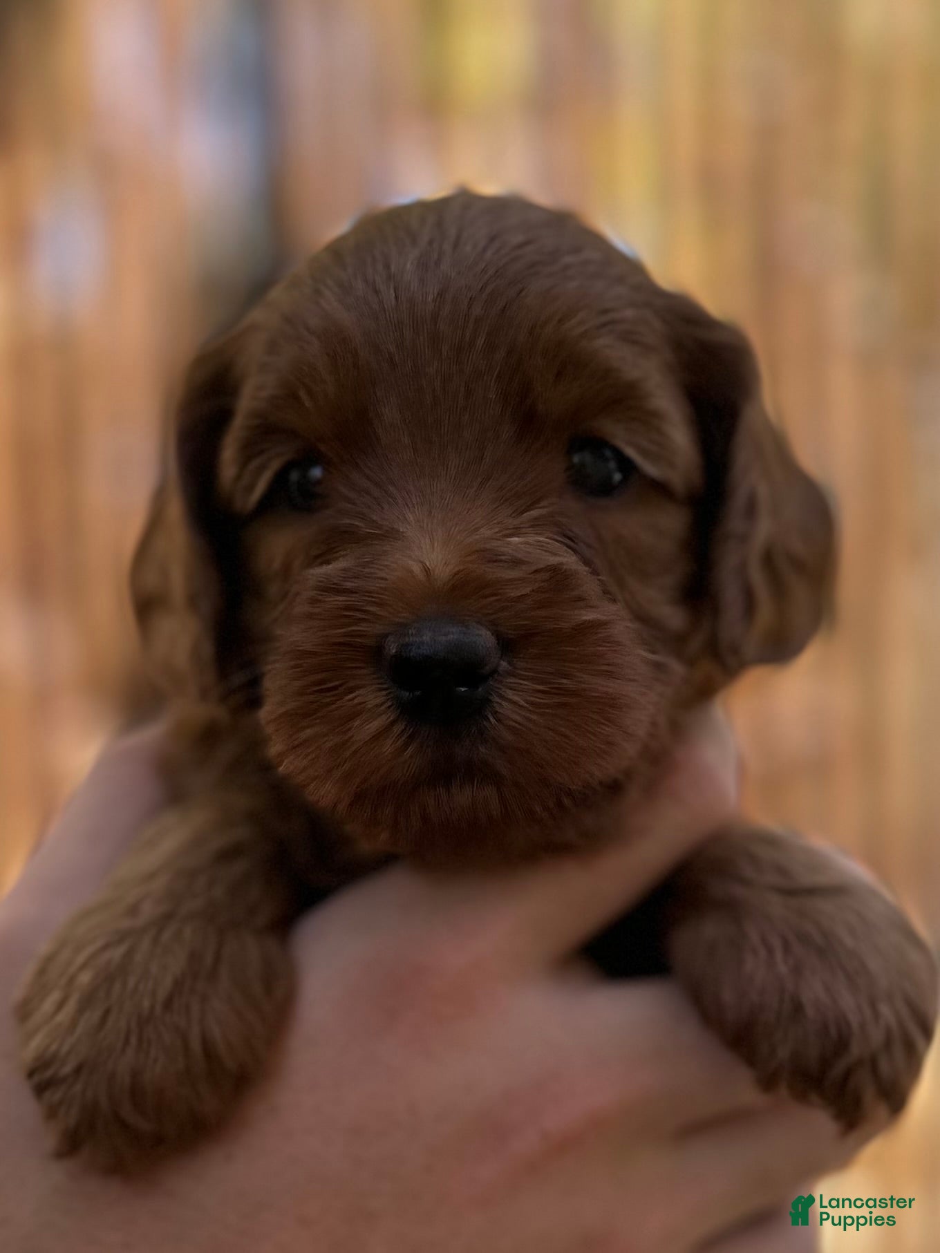 Australian Labradoodle dogs for sale: Betty - Ad 5