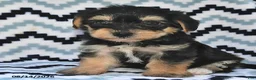 Yorkiepoo dogs for sale: Sunshine - Ad 4