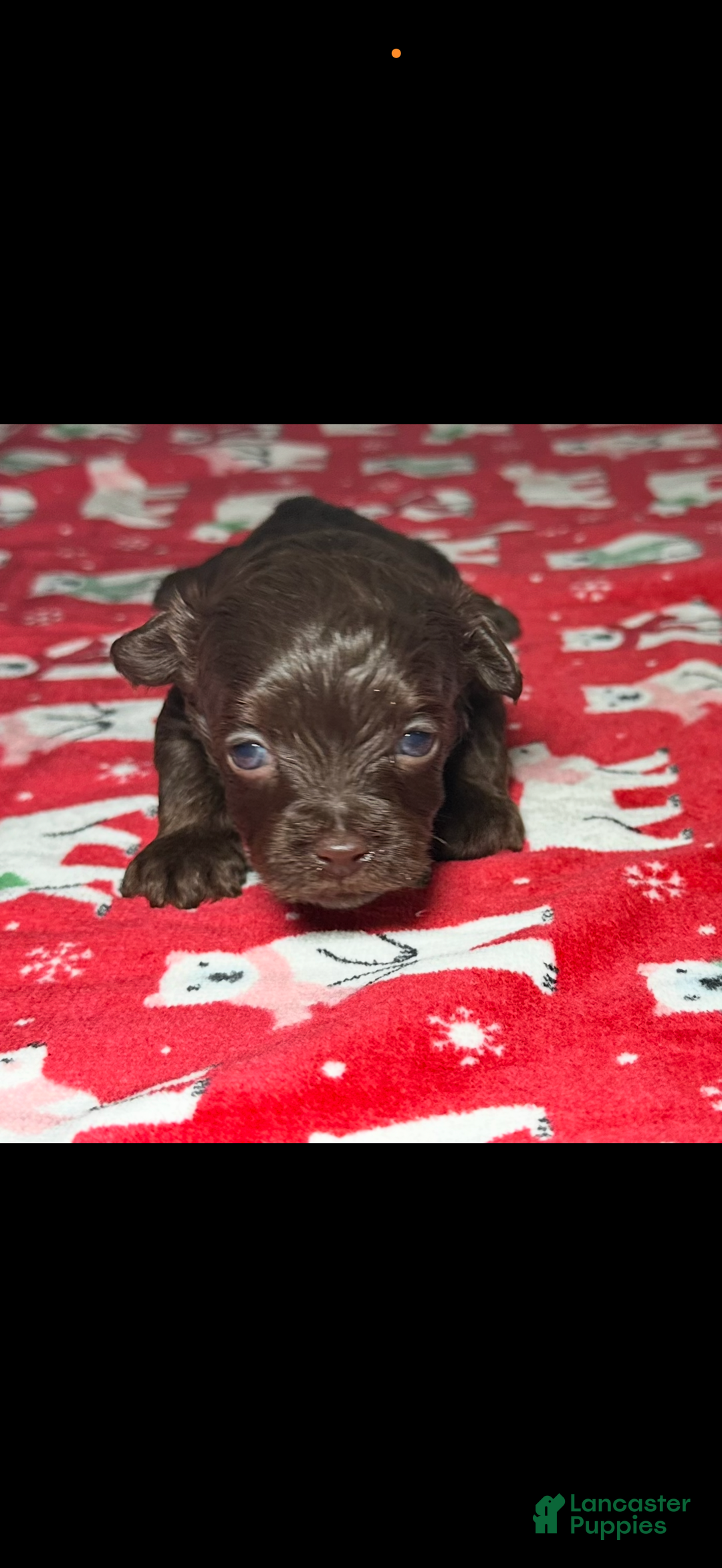 Yorkiepoo dogs for sale: Cinnabon - Ad 3