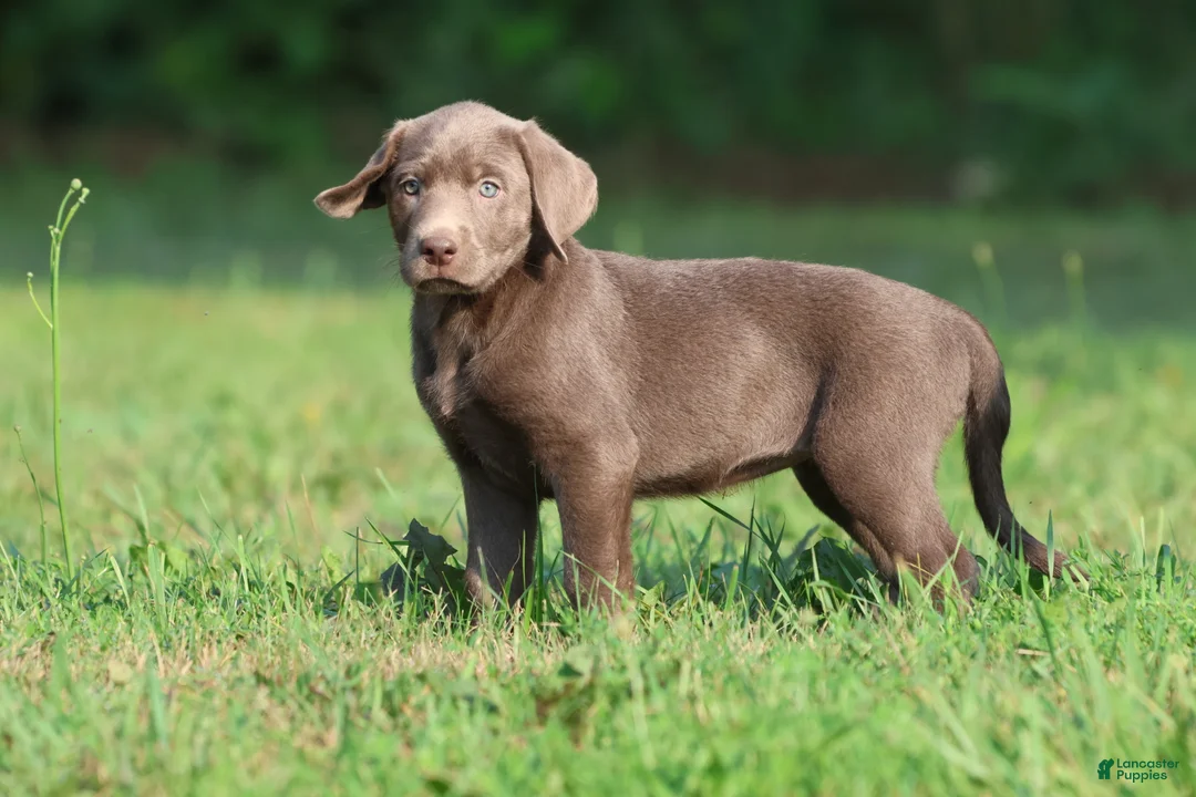 Labrador Retriever dogs for sale: Duchess - Ad 1