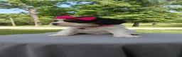 Mixed Breed dogs for sale: Vienna_Female - Ad 7